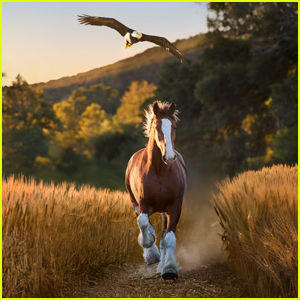  Young Clydesdale Befriends a Bald Eagle
