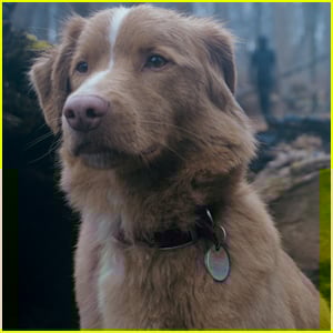 Indy the Dog Beats Ethan Hawke, Sally Hawkins, Alison Brie, & More Stars for Astra Film Award