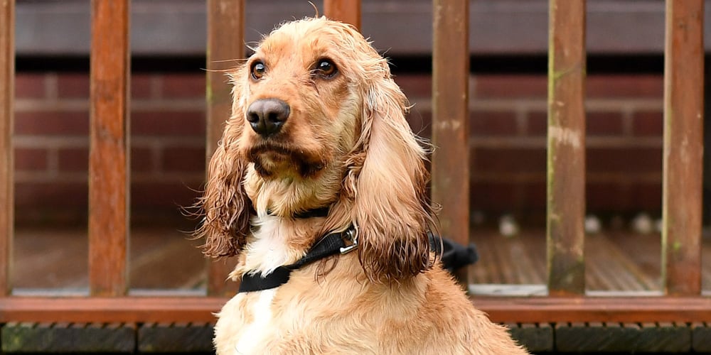 Homem que clonou cachorro querido revela valor incrível e o que vendeu para financiá-lo | Interesse humano Notícias e fofocas sobre celebridades Entretenimento, fotos e vídeos