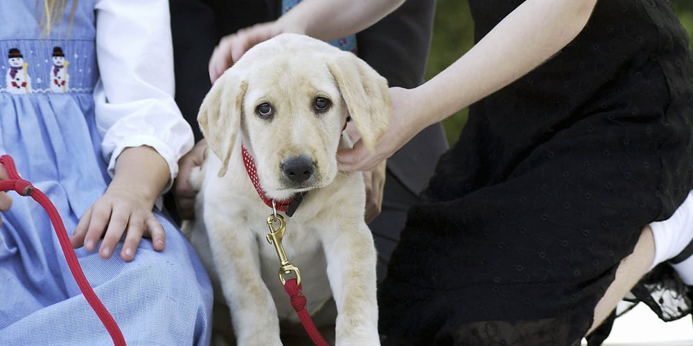 O comportamento estranho deste cachorro fez com que seu dono fosse diagnosticado com câncer, e ele conta a incrível história de saúde, interesse humano, cachorro Notícias e fofocas de celebridades Entretenimento, Fotos e Vídeos